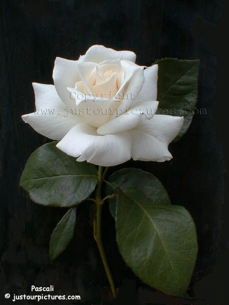 white rose